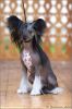 Китайская хохлатая собака. Вита. На фото 9 месяцев.