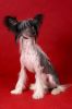 Китайская хохлатая собака. Нора. На фото 10 месяцев.